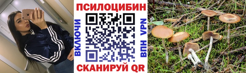 Купить где  Можга  Псилоцибиновые грибы Psilocybe 